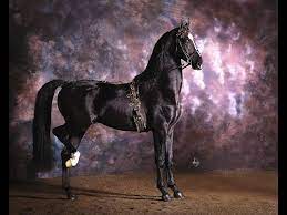 Dutch Harness Stallion - Konquest